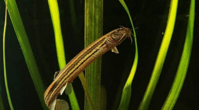 poisson Misgurnus fossilis