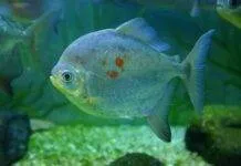 Fiche du poisson Myloplus rubripinnis poisson Myloplus rubripinnis