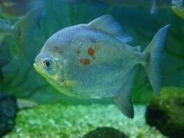 poisson Myloplus rubripinnis