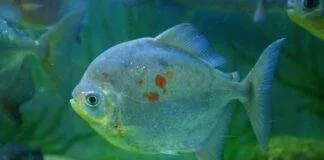 poisson Myloplus rubripinnis