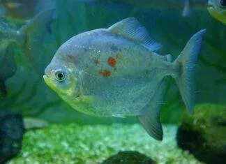 poisson Myloplus rubripinnis