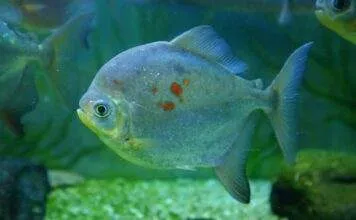 Fiche du poisson Myloplus rubripinnis poisson Myloplus rubripinnis
