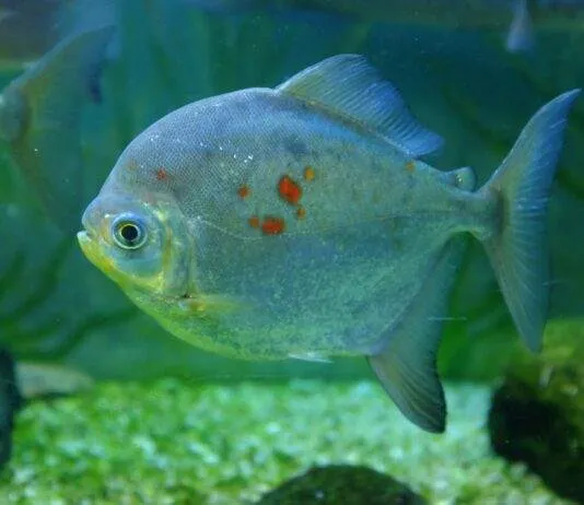 Fiche du poisson Myloplus rubripinnis poisson Myloplus rubripinnis