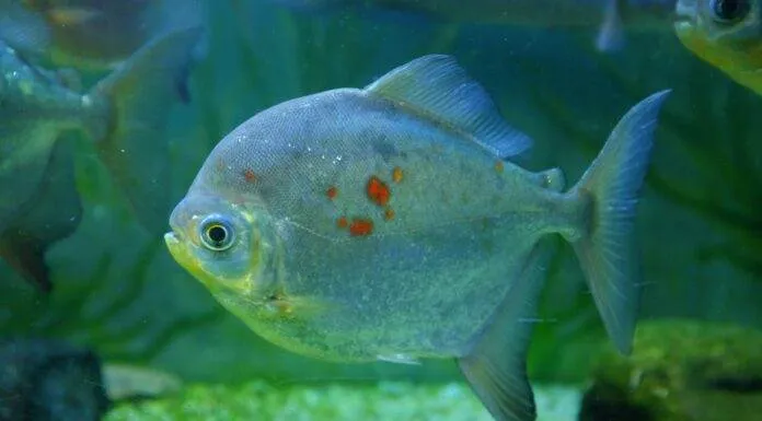 Fiche du poisson Myloplus rubripinnis poisson Myloplus rubripinnis