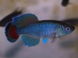 poisson Nothobranchius jubbi