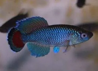 Fiche du poisson Nothobranchius jubbi poisson Nothobranchius jubbi