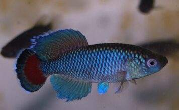 Fiche du poisson Nothobranchius jubbi poisson Nothobranchius jubbi