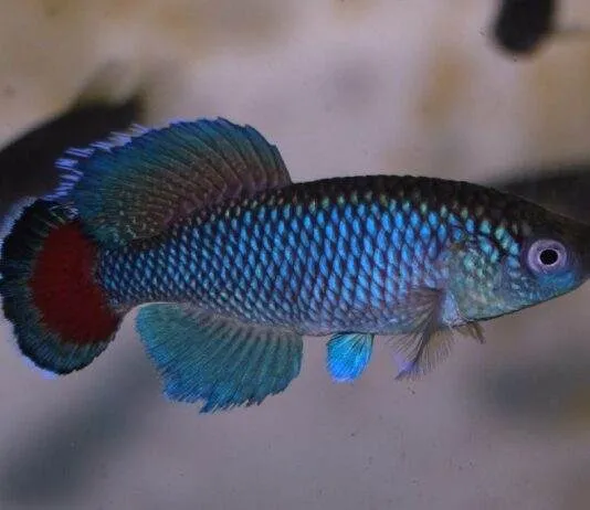 poisson Nothobranchius jubbi