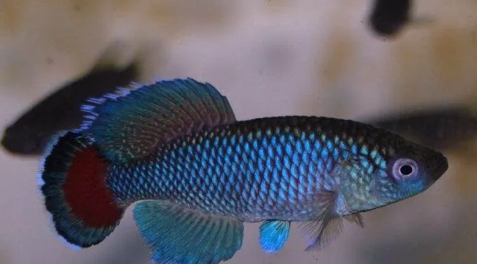 poisson Nothobranchius jubbi