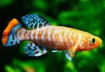 poisson Nothobranchius rachovii