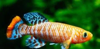 poisson Nothobranchius rachovii