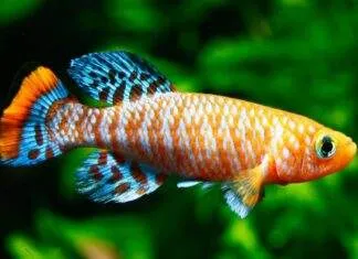 poisson Nothobranchius rachovii