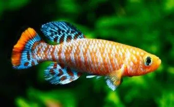 poisson Nothobranchius rachovii