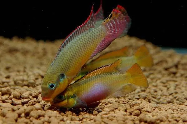 poisson Pelvicachromis taeniatus