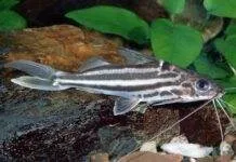poisson Pimelodus albofasciatus