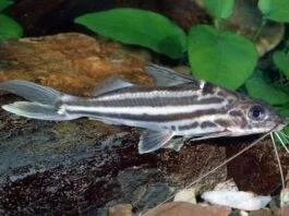 poisson Pimelodus albofasciatus
