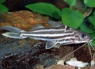 poisson Pimelodus albofasciatus