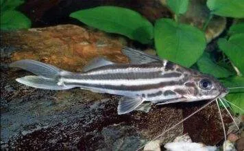 poisson Pimelodus albofasciatus
