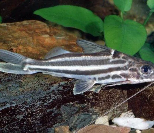 poisson Pimelodus albofasciatus