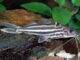 Fiche du poisson Pimelodus albofasciatus poisson Pimelodus albofasciatus