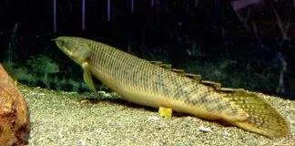 poisson Polypterus palmas
