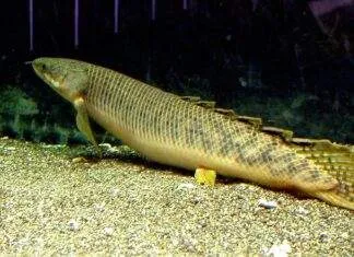 poisson Polypterus palmas
