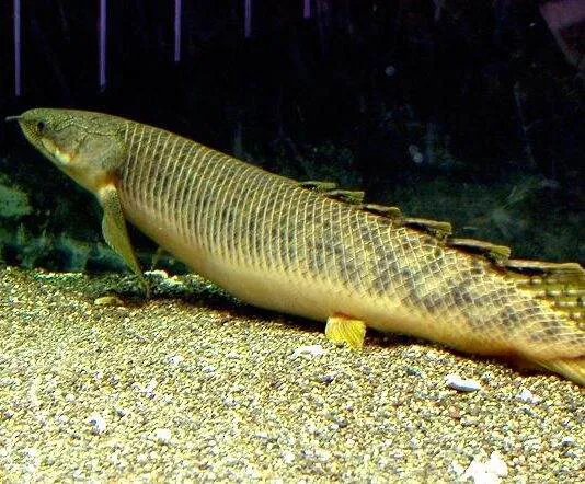 poisson Polypterus palmas