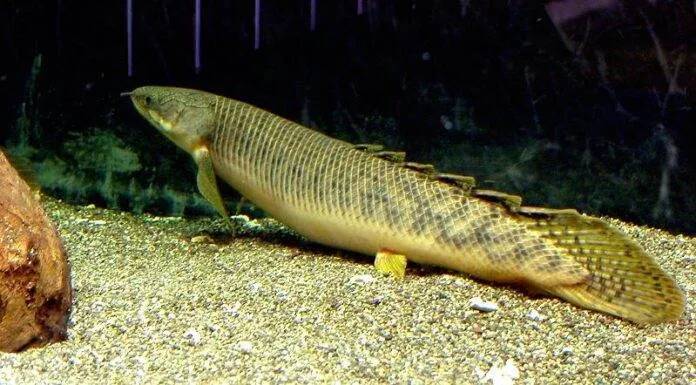 Fiche du poisson Polypterus palmas poisson Polypterus palmas