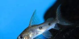 poisson Synodontis congicus