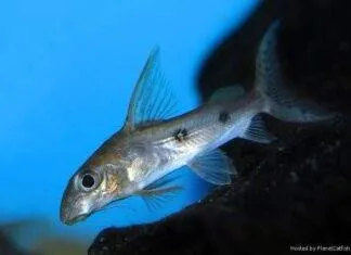 poisson Synodontis congicus