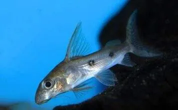 Fiche du poisson Synodontis congicus poisson Synodontis congicus