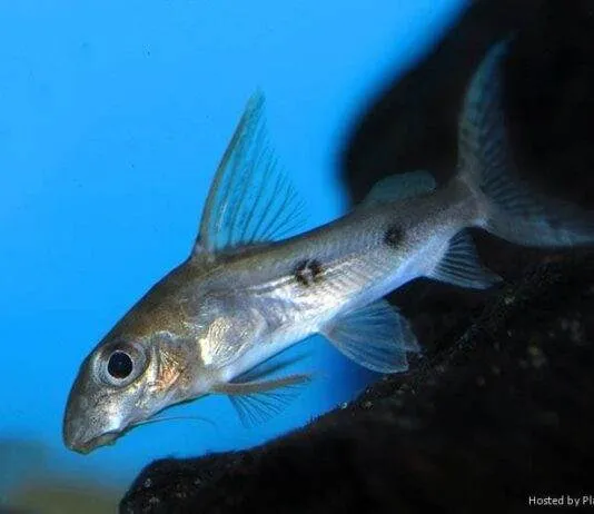 poisson Synodontis congicus