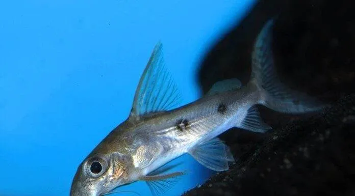 Fiche du poisson Synodontis congicus poisson Synodontis congicus