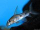 Fiche du poisson Synodontis congicus poisson Synodontis congicus