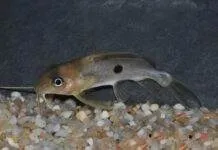 poisson Synodontis notatus