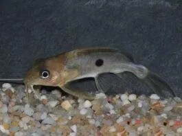 poisson Synodontis notatus