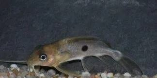 poisson Synodontis notatus