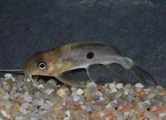 poisson Synodontis notatus