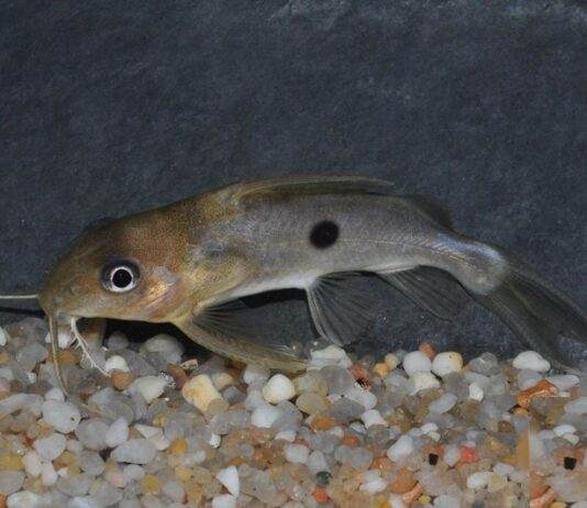 poisson Synodontis notatus