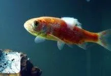 Maladie : mousse, fungus, mycoses chez les poissons traitement fungus poisson