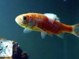 traitement fungus poisson