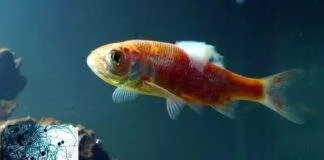 traitement fungus poisson