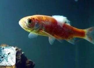 traitement fungus poisson