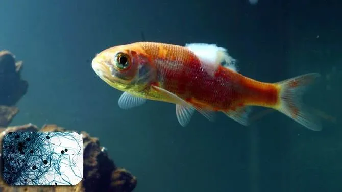 traitement fungus poisson