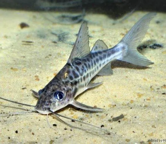 Pimelodus maculatus