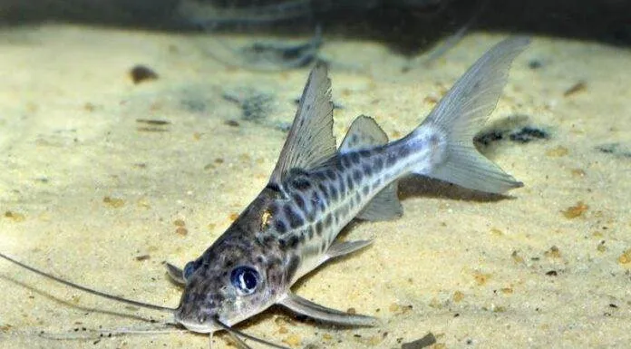 Fiche du poisson Pimelodus maculatus Pimelodus maculatus