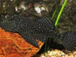 ancistrus temminckii