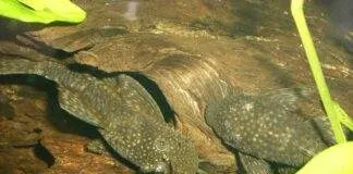 ancistrus temminckii