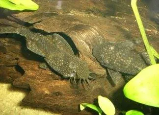 ancistrus temminckii