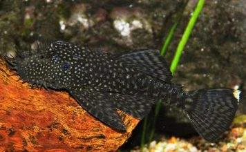 ancistrus temminckii